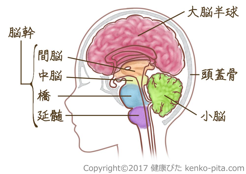 医師が教える！「脳」の基本のしくみと、脳の病気の種類や症状｜病気スコープ