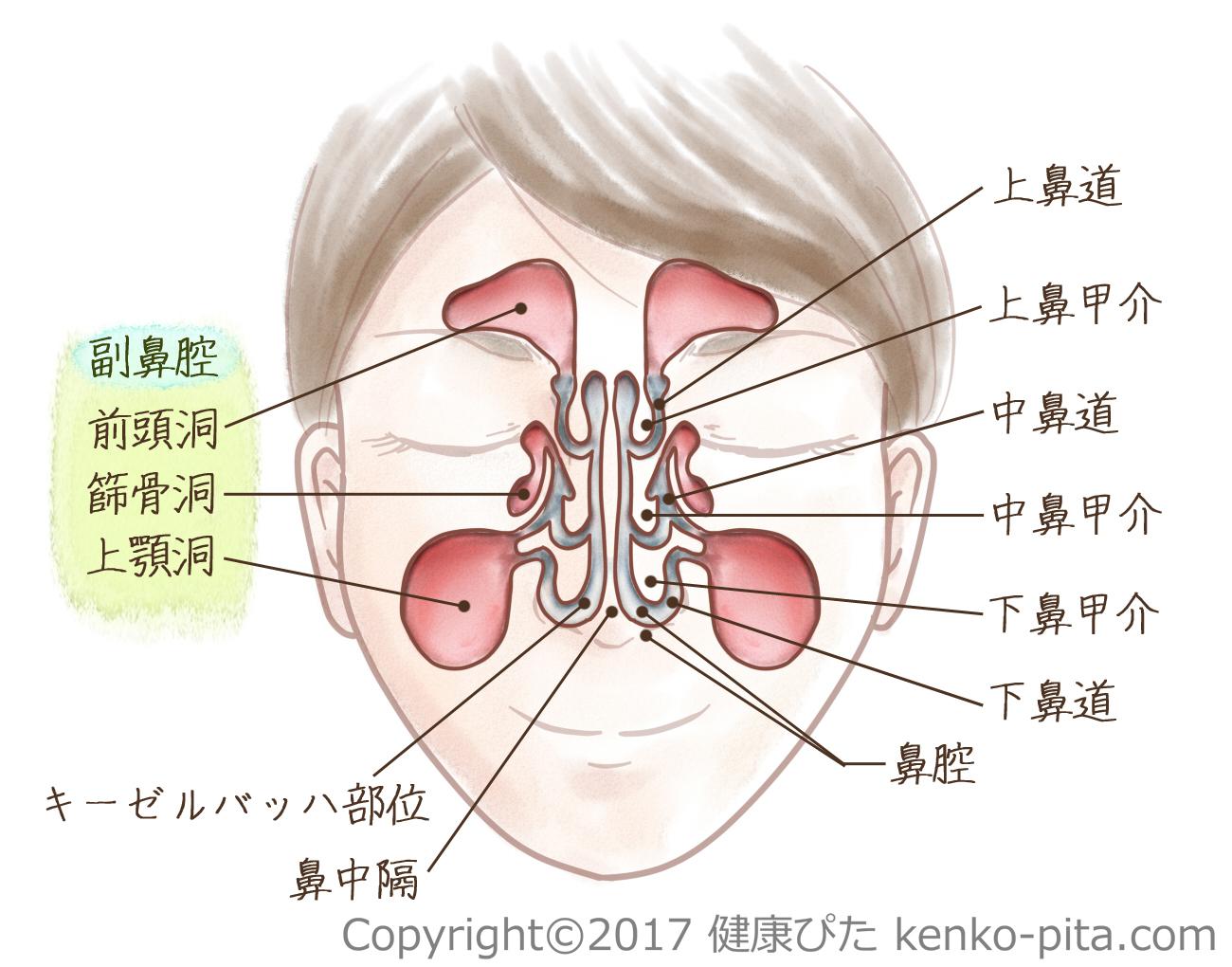 副鼻腔　構造