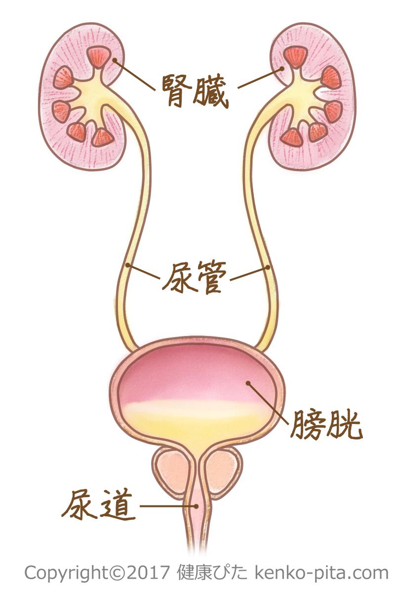 腎臓　構造