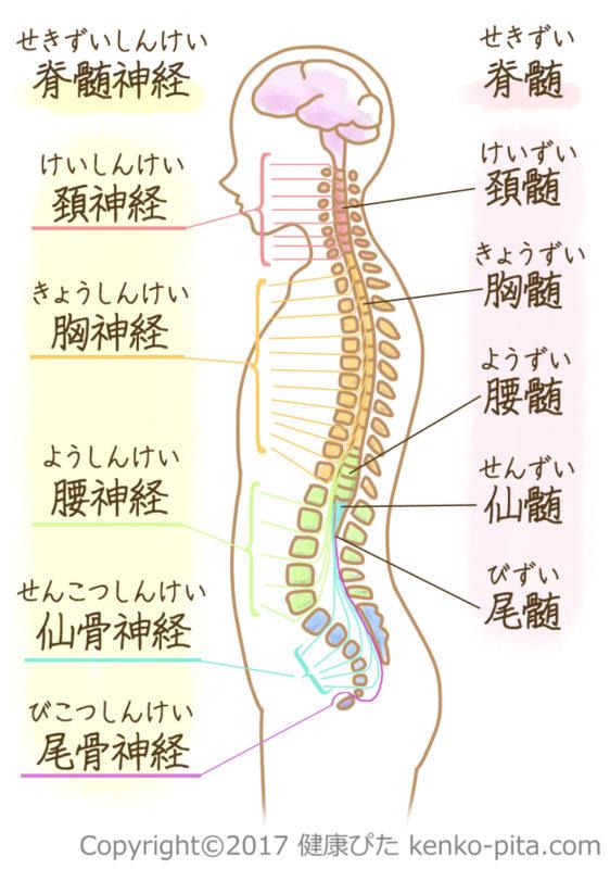 脊髄の図