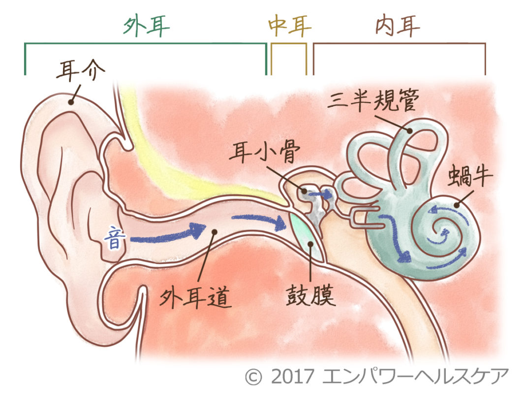 じゅ る 耳