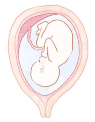 赤ちゃん胎盤