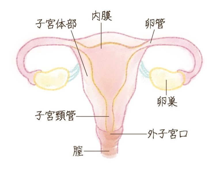 ポリープ 子宮 頸管