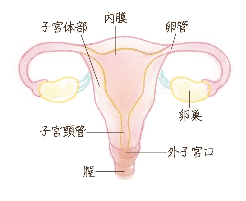 cervical-polyps