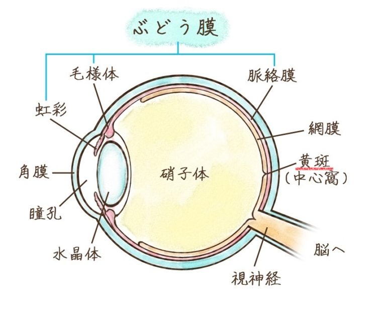 黄斑前膜 病気スコープ