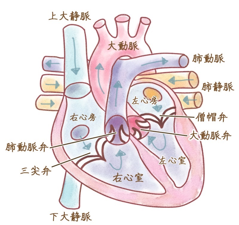 心雑音があると危険 原因は貧血や病気など 子どもの原因は 病気スコープ